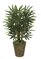 3' Lady Palm - 50 Fronds - Natural Trunks