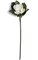 31 inches Magnolia Spray - 1 Flower - 6 Leaves - 22.5 inches Stem