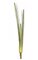 32" Agave Cylindrica - Natural Touch - 3 Stems - Green