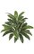 32 inches Deluxe Cordyline Plant - 42 Green/White Leaves - Bare Stem