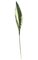 32" Dracaena Leaf - Real Touch - Green/White
