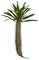 33" Pachypodium - Natural Touch - 15" Width - Green - Bare Stem