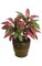 34 inches Cordyline Plant x 2 - 37 Leaves - Fuchsia/Green - Bare Stem
