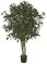 Earthflora's 4 Foot Fr Pittosporum Tree