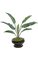 36 inches Heliconia Plant - 6 Leaves - 1 Bud - 3.5 inches Stem - Green
