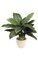 36" Spathiphyllum Bush - 17 Leaves - Green - Bare Stem