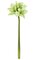 37" Giant Amaryllis - 5 Flowers - 2 Buds - 29" Stem - 12" Width - Green