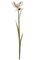 39 inches Iris Seed Pod Spray - 3 Green Leaves - 1 Flower - Beige/Brown