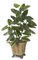 4' Emerald Philodendron Plant - 35 Leaves - Green - Bare Stem