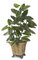4 feet Emerald Philodendron Plant - 35 Leaves - Green - Bare Stem