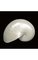4" x 6" Escargot Shell - Pearl White