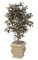 4.5 feet Capensia Tree - Natural Trunks - 990 Leaves - Green/Red