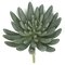 Earthflora's 5.5 Inch Fr Succulent Pick