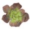 Earthflora's 6 Inch Echeveria - Purple/green