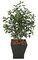 48" Ficus Bush - 5 Stems - Green - 31" Foliage Height - 30" Width