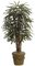 5 feet Lady Palm - Natural Trunks - 90 Fronds - Green- FIRE RETARDANT
