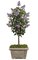 5' Lilac Tree - Natural Trunk - 15 Purple Flower Clusters