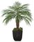 5 feet Phoenix Palm Cluster - 60 inches Wide - Bare Stem