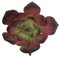 Earthflora's 6 Inch Fire Retardant Echeveria Pick - Burgundy/green