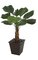 57 inches Licuala Grandis Palm - Natural Trunk - 11 Green Leaves