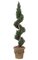 Podocarpus Spiral - Natural Trunk - Green- Custom Made