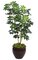 60" Baby Schefflera Bush x 3 - 407 Green Leaves - Bare Stem