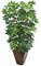 60" Baby Schefflera Plant x 6 - 814 Green Leaves - Bare Stem