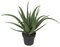 Earthflora's 26 Inch Aloe Plant
