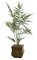 6.5 feet Kentia Palm Tree - 10 Fronds - Green