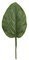 7'' Medium Banyan Leaf - 4.25'' Leaf - 3'' Width - Green - Special Order