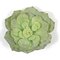 7 inches Plastic Flock Echeveria with Stem - Green