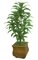 72" Soft Touch Dracaena Cluster x 5 - Green - Bare Stem