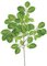 Earthflora's 24 inches Common Beech Branch - 50 Leaves - Green - FIRE RETARDANT