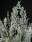 17 Inch Snowy Flocked Cedar Bush With With Glitter