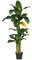 EF-2594 6' and 3' Double Banana Tree one hanging fruiting branch