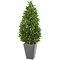 57” Bay Leaf Cone Topiary Tree in Slate Planter 