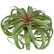 Earthflora's 12.5 Inch Green Tillandsia Air Grass Plant