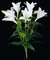 Earthflora's 24 Inch Easter Lily Bush