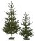 Earthflora's 3.5 Foot And 5 Foot Pe Dawson Fir Trees With Square Base Plate