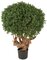 Earthflora's Outdoor  35 Inch Boxwood Ball Topiary