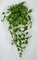 Earthflora's 45 Inch Hanging Sage Ivy Bush