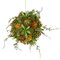 Earthflora's 8.5 Inch Mixed Succulent/moss Ball