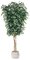 12' Ficus Tree - Natural Trunks - 8,064 Leaves