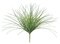 19 inches Outdoor Onion Grass - Bare Stem