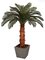 6' Cycas Palm Tree - Natural Boot Trunk - 24 Fronds - Bare Trunk
