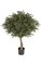33 inches Plastic Outdoor Wintergreen Boxwood Topiary - Natural Trunk - 24 inches Width - Green/Red