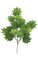 29 inches Full Moon Maple Branch - 18 Leaves - Green