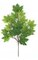 33 inches Sugar Maple Branch - 18 Leaves - Light Green