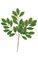 26 inches Cherry Leaf Branch - 31 Leaves - Green