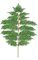 36" Hawaiian Fern Branch - 257 Leaves - Green